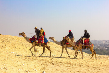 camel caravan goes through the desert