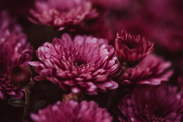 Beautiful chrysanthemum close up. Flower background, garden flowers. Horizontal flowers art background.