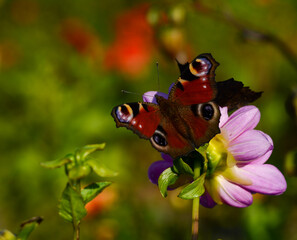 A butterfly on a dahlia
