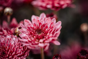 Beautiful chrysanthemum close up. Flower background, garden flowers. Horizontal flowers art background.