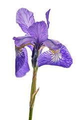 iris flower lilac one bloom isolated on white
