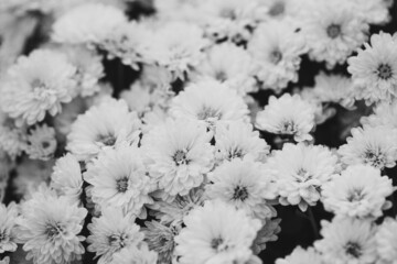 Monochrome Horizontal flowers art background. Beautiful chrysanthemum close up. Flower background, garden flowers.