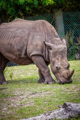 Safari Adventure - Call of the wild
Powerful Eastern Black Rhinoceros