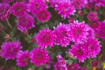 Beautiful chrysanthemum close up. Flower background, garden flowers. Horizontal flowers art background.