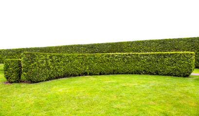 curved crescent thuja evregreen hedge in a park with a green lawn summer backyard landscape with...