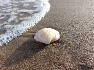 Fototapeta na wymiar Beautiful seashell on the wet sand of the beach in the oncoming wave
