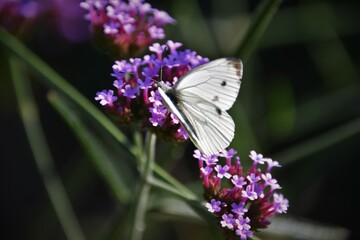 Butterfly on purpletop flower