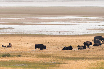 bison in Antelope island state park in salt lake city in Utah