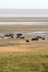 Obraz premium bison in Antelope island state park in salt lake city in Utah