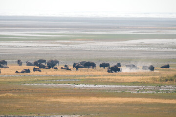 bison in Antelope island state park in salt lake city in Utah