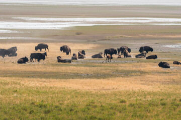 bison in Antelope island state park in salt lake city in Utah