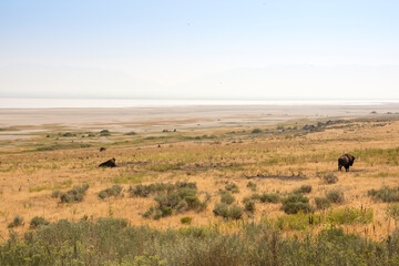 Fototapeta na wymiar bison in Antelope island state park in salt lake city in Utah