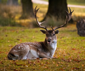 Stag