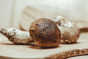 Close up shot of a big, freshly picked porcini mushroom (boletus edibilis) laying on a wooden cutting board in a home kitchen, ready to be cooked.