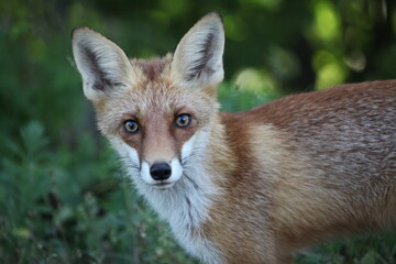 red fox vulpes