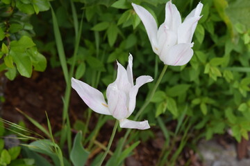 Priesendorf - Bayern - Deutschland - weiße Blüten