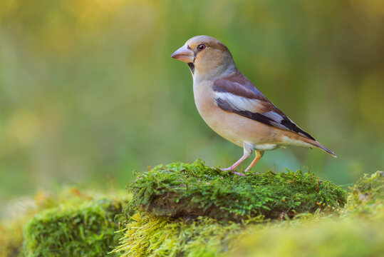 Hawfinch. Female (Coccothraustes coccothraustes)