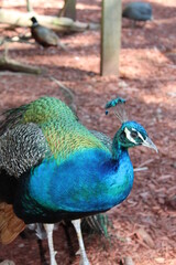 Peacock