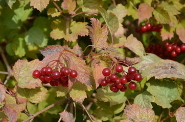 red currant in the garden