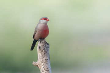 Common Waxbill (Estrilda astrild) small red masked bird perched isolated plain background