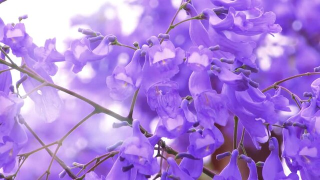 Light effects on violet flowers of Jacaranda mimosifolia. Spring concept. Bottom up view.