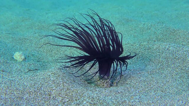 Cylinder anemone or coloured tube anemone (Cerianthus membranaceus) which pending prey moves extraction tentacles, medium shot.