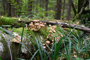 Armillaria mellea
