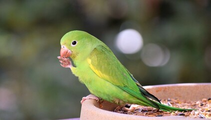 periquito-de-encontro-amarelo