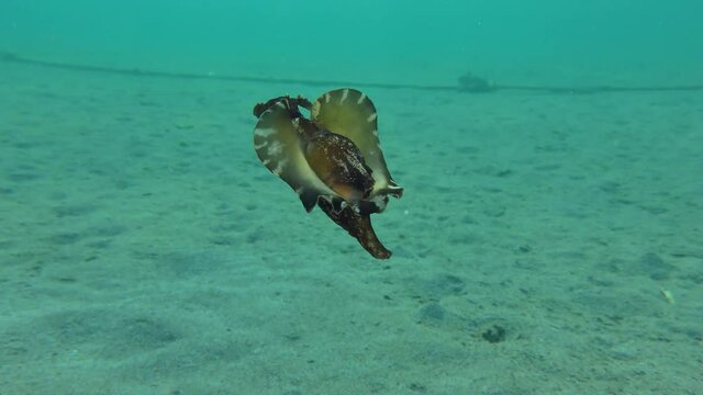 Mottled sea hare or Black seahare (Aplysia fasciata) floats through the water column, then turns and swims away.