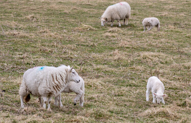 Obraz premium Sheep and lambs in the field. Ireland