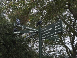 signpost in London