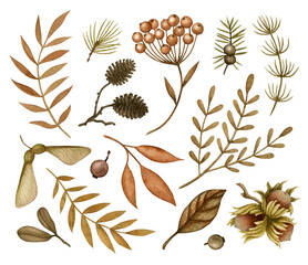 Watercolor Forest Plant set. Dried and colorful Autumn Leaves, tree branches, seeds, berries, alder cones and nut (hazelnut). Fall season hand drawn elements isolated for print, label, wrap design