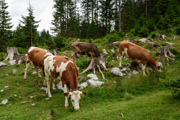 Naklejka na ściany i meble Group of cows stand upright grazing in a pasture