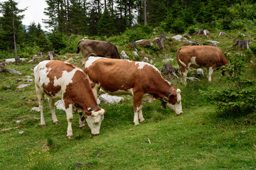 Fototapeta na wymiar Group of cows stand upright grazing in a pasture