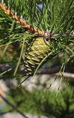 close-up of a pine cone on pine tree