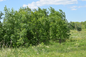 Fototapeta premium Summer.Trees. Sky. Grass