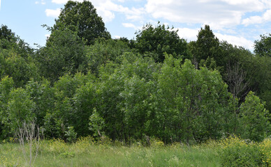 Fototapeta premium Summer.Trees. Sky. Grass
