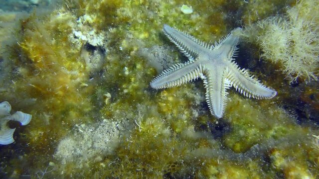 Slender sea star or Sand Starfish (Astropecten spinulosus) creeps along the bottom overgrown with brown algae, top view. Mediterranean, Greece.