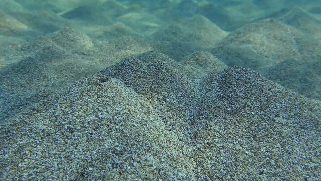 Sandworm (Arenicola marina) digs holes in the sandy bottom, at one end of which there is a mound. The movement of water created by the worm causes these volcanoes to erupt.