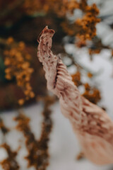 autumn in the forest