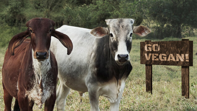 Go vegan image composed by an heifer and a calf standing and looking straight to the camera next to a wooden sign with a short message. Young gir and nelore cattle looking serious encouraging veganism