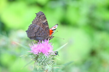 Motyl Rusałka pawik na kwiatach ostu.