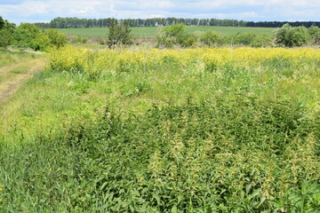 Obraz premium Summer. Sky. Road. Grass. Trees