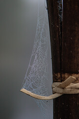 spider web in morning dew
