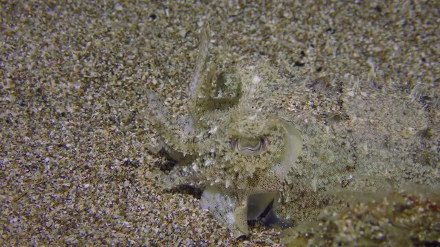 Common cuttlefish (Sepia officinalis) on a sandy bottom: wiggles tentacles, makes respiratory movements and pulsates in color, close-up.