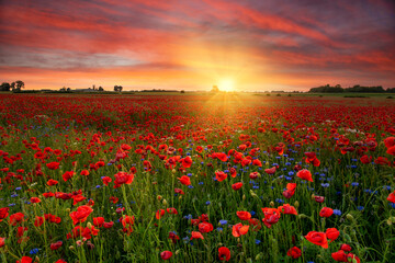 Beautiful sunrise over red poppies field