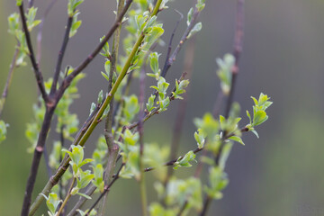 spring in the forest