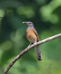 white-rumped shama female.white-rumped shama is a small passerine bird of the family Muscicapidae.