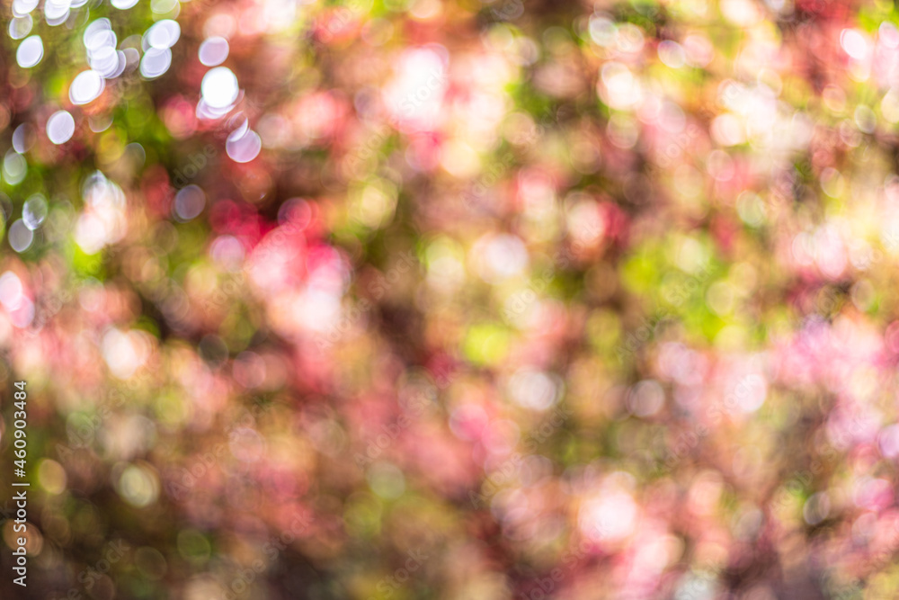 Wall mural beautiful blurred colorful autumn background. bright abstract bokeh.