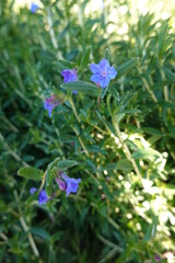 Glandora diffusa, the purple gromwell, syn. Lithodora diffusa, Lithospermum diffusa, is a species...